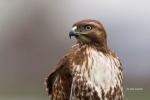 Animals-in-the-Wild;Birds-of-Prey;Buteo-jamaicensis;Flying-Bird;Hawk;Kenai-Penin